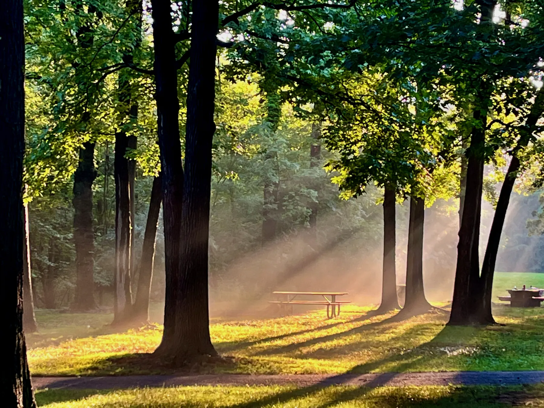 Sunlight filtering through tall trees along a family-friendly park path.