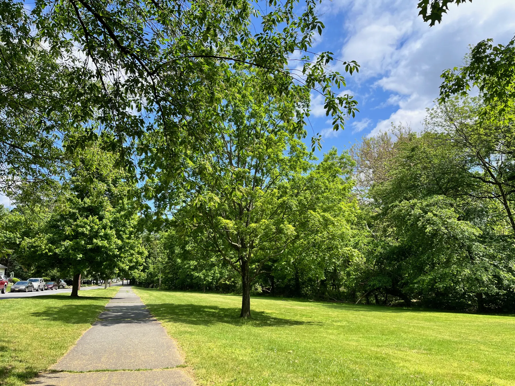 Local green park path with trees and open grass for an easy family walk.