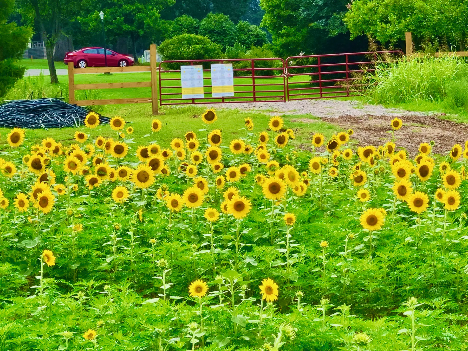 Bright sunflower field for a warm-weather family outing.